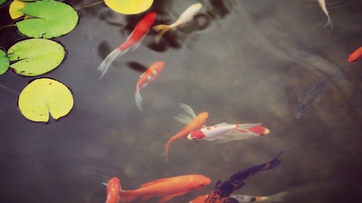 [Original] "Against the Current Koi" - Theme song of the Qidian novel "The Only Koi in the Cultivati