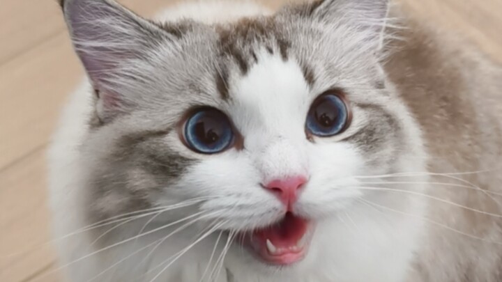 Kucing: Aku nggak ngganggu kerjamu, kan?