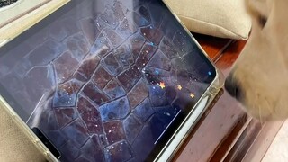 หมาแสนดีบ้านไหนกันนะ ที่นอนดึกทุกวันเพราะติดเกม!