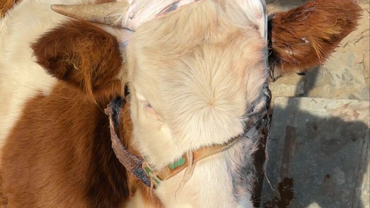 Using a flintlock to deal with cattle, and the debt collector ended up dead—my dad's day was as dram