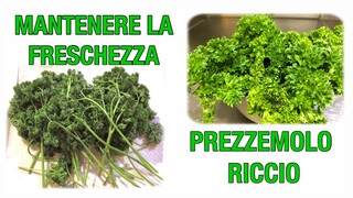 Come Mantenere La Freschezza Di Prezzemolo Riccio?