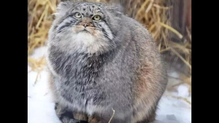 Felis Manul: Thấy chưa? Chân tôi dài mà!