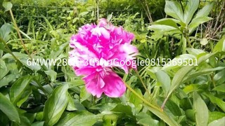 6MWW286F+3CวิทยุGoogle0815369501
