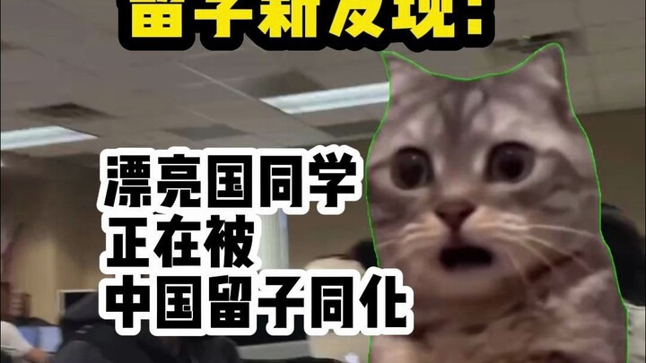 【猫meme】发现白人同学正在被中国留子同化！