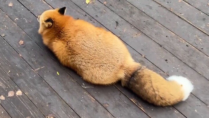 Burrito membuat Fox menumbuhkan kaki hitam kecil