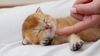 Kittens play and sleep sweetly on my lap