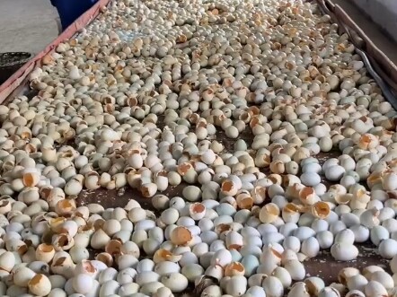 Come pick up ducks, be happy
