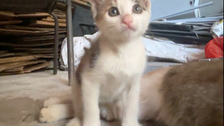 吓得小猫一激灵