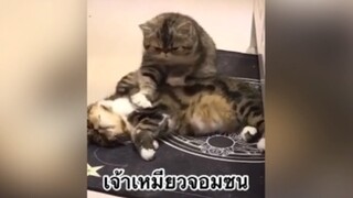 เพื่อนตัวน้อย สัตว์เลี้ยงแสนซน : เจ้าเหมียวจอมซน