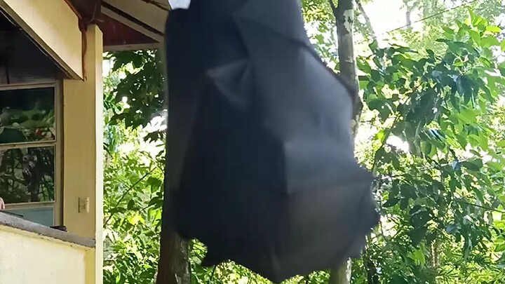 flying fox 🦊