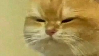 The beginning? A live-action version of Rainbow Cat and Blue Rabbit?