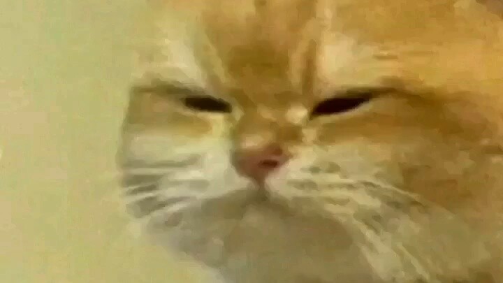 The beginning? A live-action version of Rainbow Cat and Blue Rabbit?