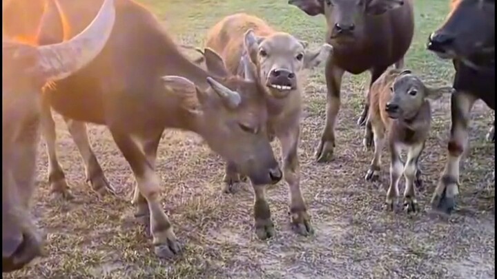水牛果然是温顺的生物，如果是耗牛，此时博主已经飞起来了！