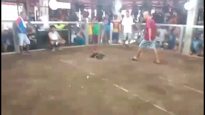 raptor sweater 3x winner