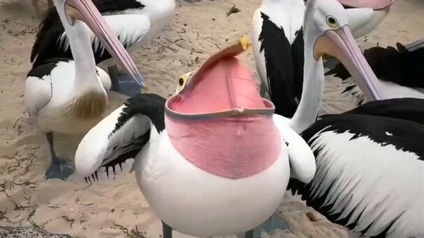 Super cute and goofy pelican
