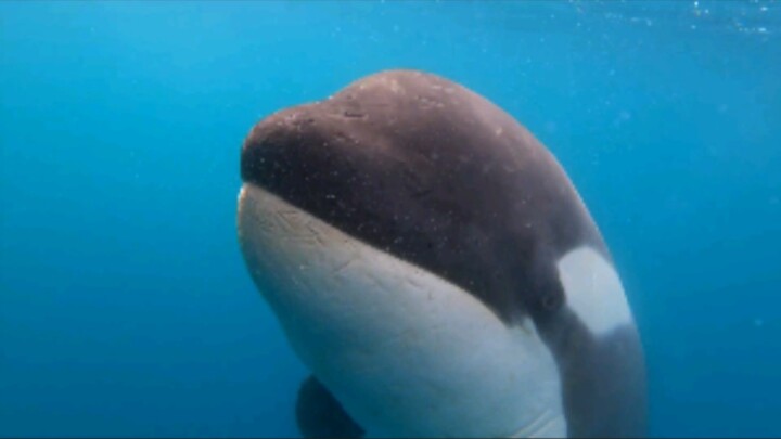 Người bạn dễ thương của bạn bỗng nhiên xuất hiện