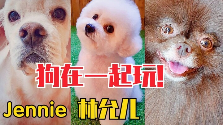 Lim Yoon A và Jennie cùng chơi đùa với cún cưng! Cùng một cửa hàng thú cưng!