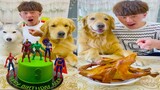 Thú Cưng TV | Gia Đình Gâu Đần #37 | Chó Golden thông minh vui nhộn | Pets funny cute dog