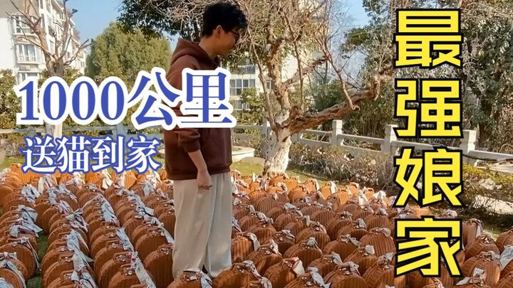 Antar langsung dalam jarak 1.000 kilometer? Kandang kucing ragdoll dengan dukungan keluarga terkuat!