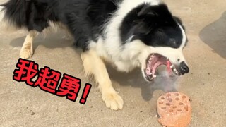 带边牧玩窜天猴，带二哈玩窜天猴，胆量差距一目了然！