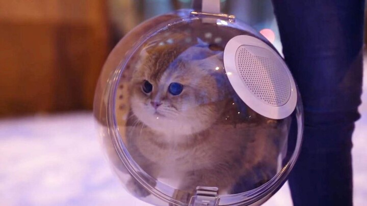 How to Take Your Cat for a Walk the Right Way?