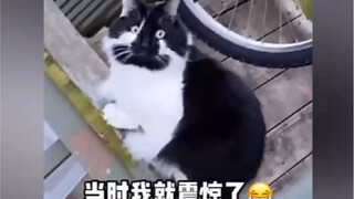 好看的猫咪千篇一律，丑的倒是各有千秋