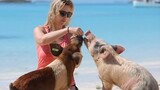 The Bahamas: Swimming Pigs • Pig Island • Exuma