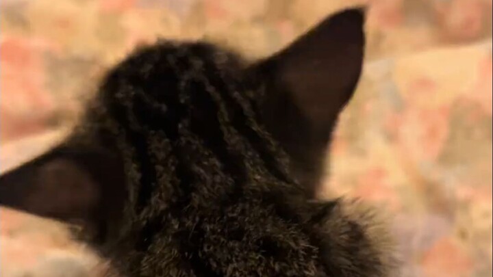 ماذا أفعل؟ اليوم الأول فقط بعد أن جلبتُه، ويرفض إلا أن يصعد إلى السرير وينام معي.