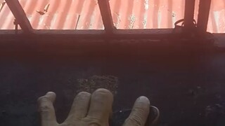 shov it to manual to hardflip
