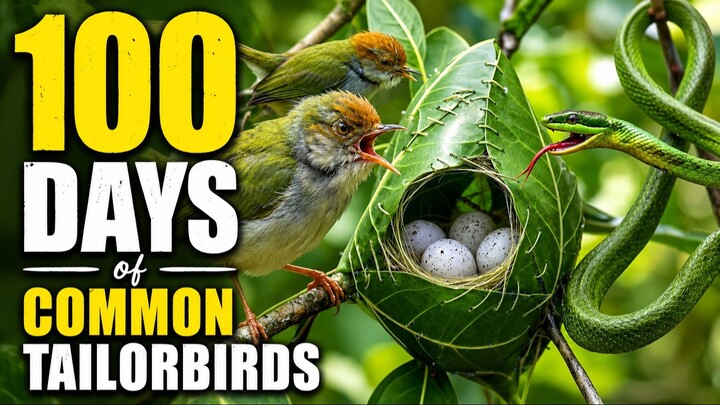100 Days of Common Tailorbirds: From Egg to Adulthood, Surviving in the Wild