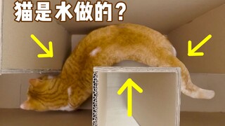 1000帧慢动作猫变成了液体！你有必要知道的猫咪冷知识~