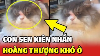 Chú mèo có GƯƠNG MẶT KHÓ Ở nhất Việt Nam BẤT CHẤP Sen yêu thương hết lòng 😂 | Yêu Lu