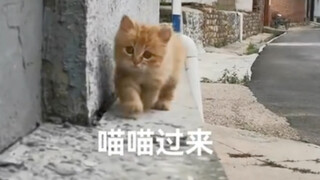 Anak kucing kecil yang datang saat kamu memanggil