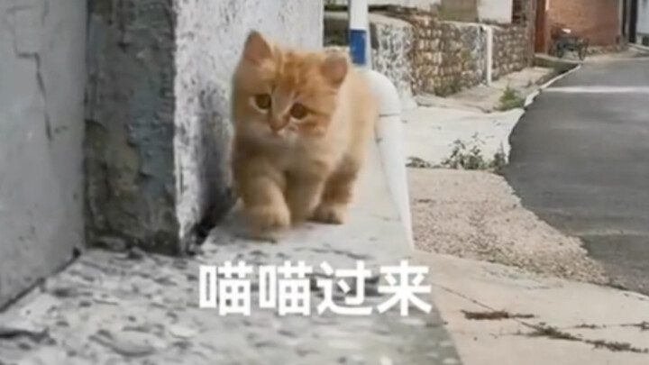 The little kitten that comes when you call