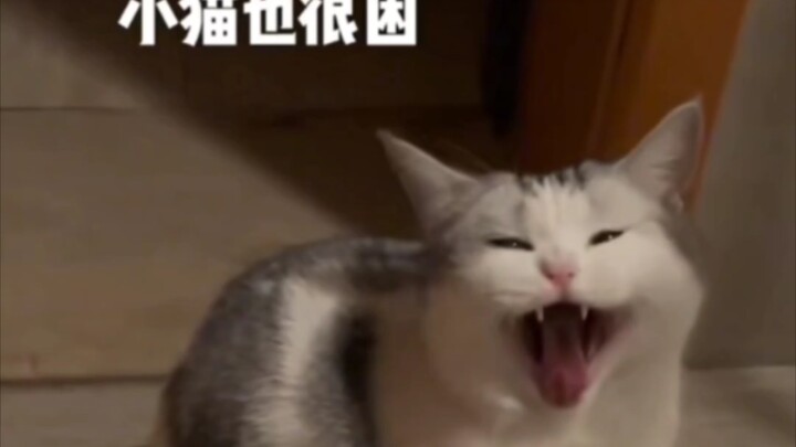 Kalau bangun tengah malam buat ke toilet, nggak ada yang nemenin—tapi kucingmu pasti ada.