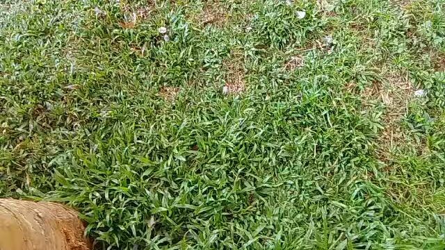 hatchgold toppy 2x winner