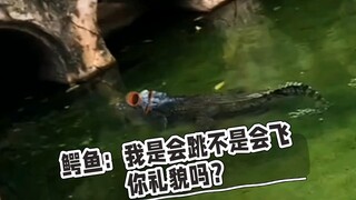 鳄鱼：我是会跳不是会飞