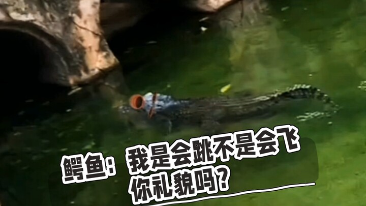 鳄鱼：我是会跳不是会飞