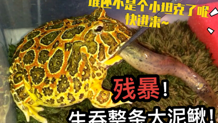 Belut raksasa, mempertaruhkan nyawa untuk masuk ke dalam Tank Merah! Apakah kamu berani punya ide ya