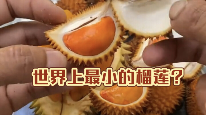 Durian terkecil di dunia? Durian terkecil di dunia sebenarnya adalah durian buah kecil, yang juga di