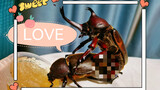 [Hewan Merayap] Pertama kali lihat kumbang badak, agak canggung