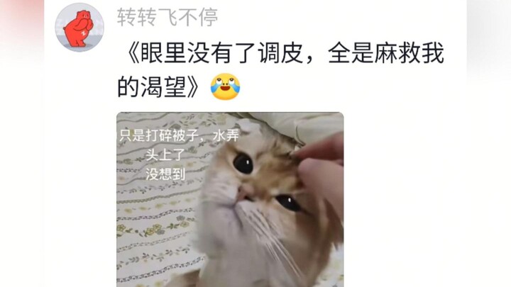 Awalnya kukira kucing kecil itu pura-pura manis setelah berbuat nakal