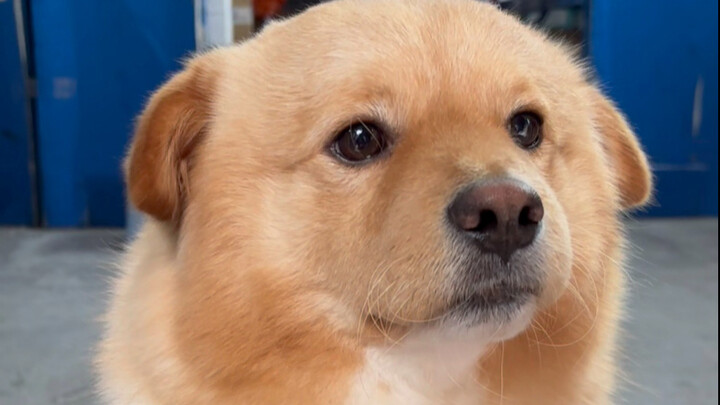 Don't say my head is big—my fur is just thick!!