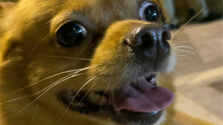 Rekaman langsung seluruh proses pacaran suku Hani