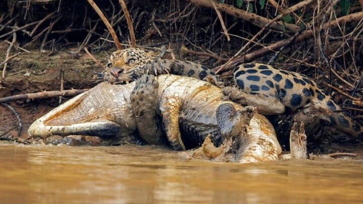 Đừng đi, cứ chờ chết đi!