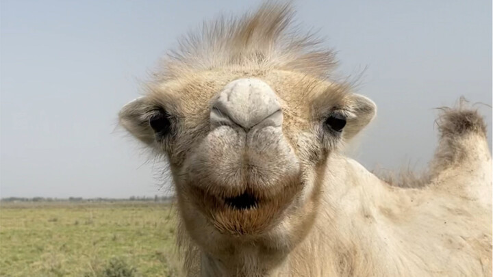 You’re fine in 50-degree heat, but how long can you last in a 300-degree tandoor oven?