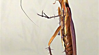 Dancing Cockroach 🪳 😂