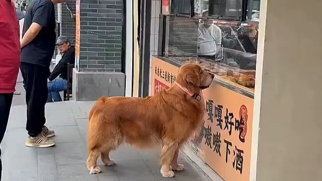 يا سيّدي، أنا هنا! يا ذا الفراء الذهبي الصغير، هل تسمح لي بقطعة من اللحم المنقوع؟