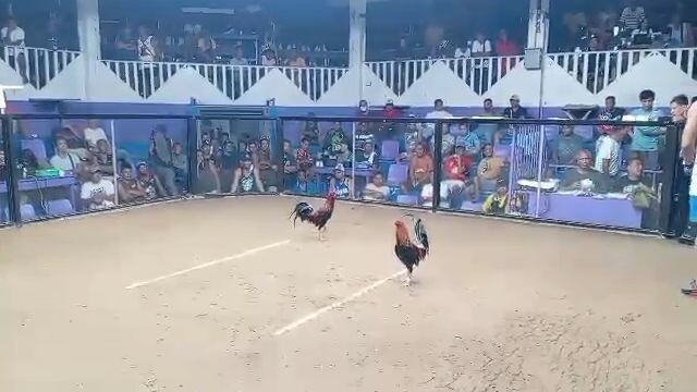 Straight Sweater | Max Alvarado look a like| 2 Hits Ulutan | December 30, 2025 (2nd Fight Win) Champ