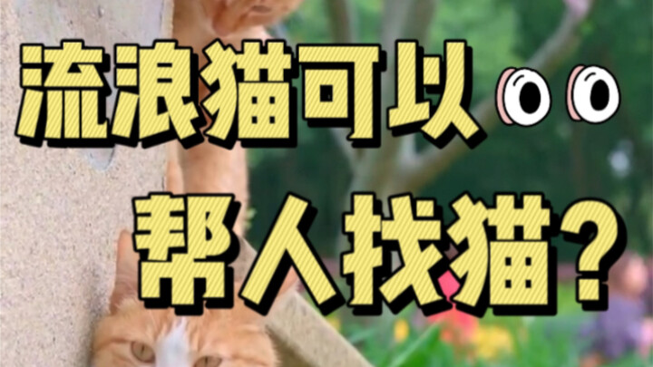 你知道流浪猫可以帮人找猫吗？